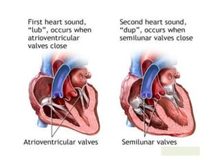 Chambers of the heart; valves
 