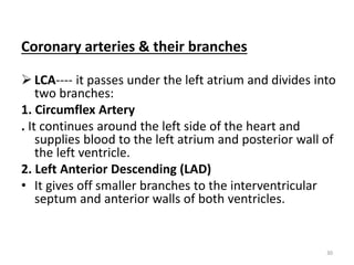 Coronary Arteries (Anterior view)
 