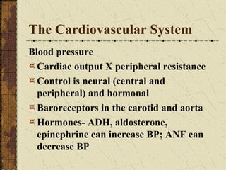 The Cardiovascular System Blood pressure Cardiac output X peripheral resistance Control is neural (central and peripheral) and hormonal Baroreceptors in the carotid and aorta Hormones- ADH, aldosterone, epinephrine can increase BP; ANF can decrease BP 