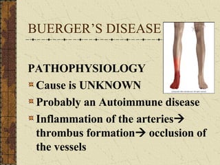 BUERGER’S DISEASE PATHOPHYSIOLOGY Cause is UNKNOWN Probably an Autoimmune disease Inflammation of the arteries   thrombus formation   occlusion of the vessels 