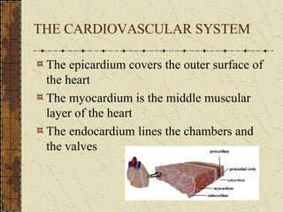 THE CARDIOVASCULAR SYSTEM The epicardium covers the outer surface of the heart The myocardium is the middle muscular layer of the heart The endocardium lines the chambers and the valves 
