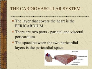 THE CARDIOVASCULAR SYSTEM The layer that covers the heart is the PERICARDIUM There are two parts - parietal and visceral pericardium The space between the two pericardial layers is the pericardial space 