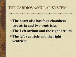 THE CARDIOVASCULAR SYSTEM The heart also has four chambers - two atria and two ventricles The Left atrium and the right atrium The left ventricle and the right ventricle 