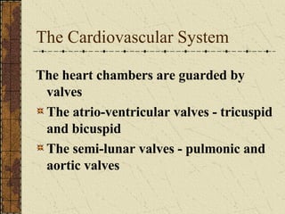 The Cardiovascular System The heart chambers are guarded by valves The atrio-ventricular valves - tricuspid and bicuspid The semi-lunar valves - pulmonic and aortic valves 