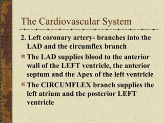 The Cardiovascular System 2. Left coronary artery- branches into the LAD and the circumflex branch The LAD supplies blood to the anterior wall of the LEFT ventricle, the anterior septum and the Apex of the left ventricle The CIRCUMFLEX branch supplies the left atrium and the posterior LEFT ventricle 