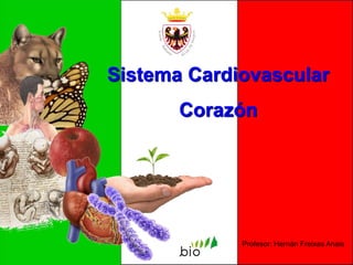 Profesor: Hernán Freixas Anais
Sistema Cardiovascular
Corazón
 