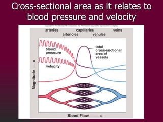 Cross-sectional area as it relates to blood pressure and velocity 