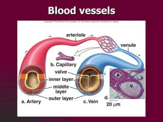 Blood vessels 