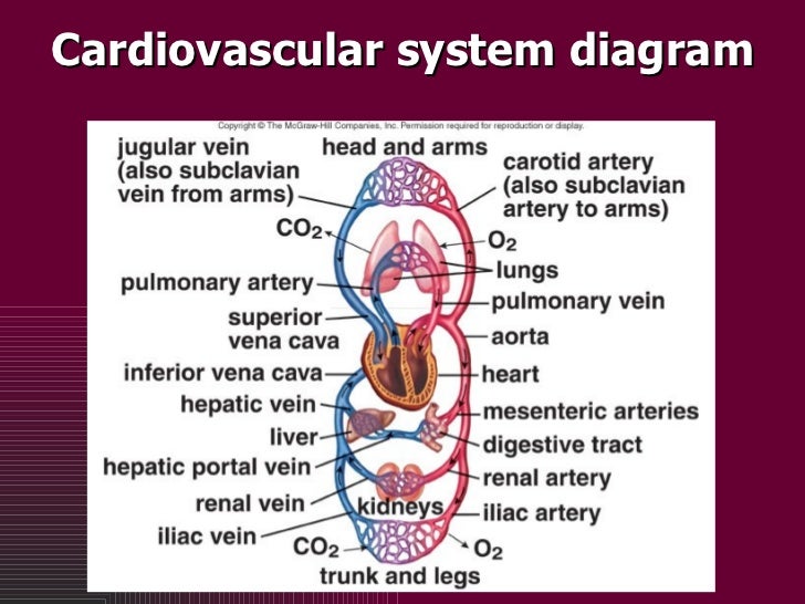 Cardiovascular system