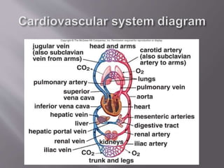 Cardiovascular system- | PPTX