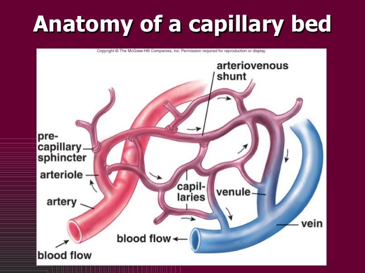 Cardiovascular System