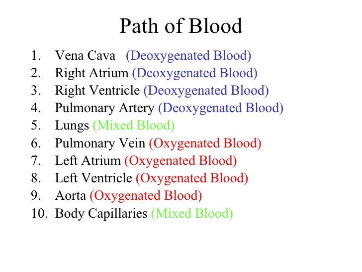 Cardiovascular System heart diagram quizlet 