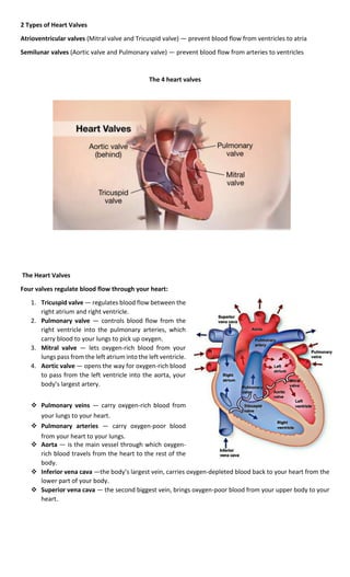 2 Types of Heart Valves
Atrioventricular valves (Mitral valve and Tricuspid valve) — prevent blood flow from ventricles to atria
Semilunar valves (Aortic valve and Pulmonary valve) — prevent blood flow from arteries to ventricles
The 4 heart valves
The Heart Valves
Four valves regulate blood flow through your heart:
1. Tricuspid valve — regulates blood flow between the
right atrium and right ventricle.
2. Pulmonary valve — controls blood flow from the
right ventricle into the pulmonary arteries, which
carry blood to your lungs to pick up oxygen.
3. Mitral valve — lets oxygen-rich blood from your
lungs pass from the left atrium into the left ventricle.
4. Aortic valve — opens the way for oxygen-rich blood
to pass from the left ventricle into the aorta, your
body’s largest artery.
 Pulmonary veins — carry oxygen-rich blood from
your lungs to your heart.
 Pulmonary arteries — carry oxygen-poor blood
from your heart to your lungs.
 Aorta — is the main vessel through which oxygen-
rich blood travels from the heart to the rest of the
body.
 Inferior vena cava —the body’s largest vein, carries oxygen-depleted blood back to your heart from the
lower part of your body.
 Superior vena cava — the second biggest vein, brings oxygen-poor blood from your upper body to your
heart.
 