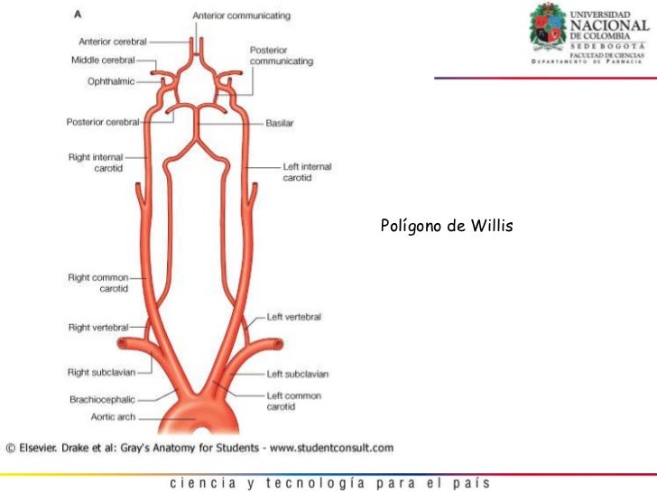 Poligono De Willis Desde La Aorta