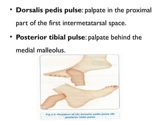 • Dorsalis pedis pulse: palpate in the proximal
part of the first intermetatarsal space.
• Posterior tibial pulse: palpate behind the
medial malleolus.
 