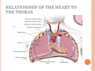 RELATIONSHIP OF THE HEART TO
THE THORAX
 