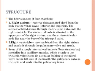 STRUCTURE
 The heart consists of four chambers:
 1. Right atrium – receives deoxygenated blood from the
body via the venae cavae (inferior and superior). The
outflow of blood occurs through the tricuspid valve into the
right ventricle. The sino-atrial node is situated in the
upper part of the right atrium, and the atrioventricular
node lies near the base of the tricuspid valve.
 2.Right ventricle – receives blood from the right atrium
and expels it through the pulmonary valve and trunk.
 Some of the rough internal wall muscle fibres (trabeculae)
specialize into papillary muscles, which attach to the
tricuspid valve cusps (in a similar fashion to the mitral
valve on the left side of the heart). The pulmonary valve is
tricuspid and leads into the pulmonary trunk
 