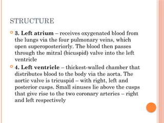STRUCTURE
 3. Left atrium – receives oxygenated blood from
the lungs via the four pulmonary veins, which
open superoposteriorly. The blood then passes
through the mitral (bicuspid) valve into the left
ventricle
 4. Left ventricle – thickest-walled chamber that
distributes blood to the body via the aorta. The
aortic valve is tricuspid – with right, left and
posterior cusps. Small sinuses lie above the cusps
that give rise to the two coronary arteries – right
and left respectively
 