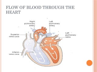 FLOW OF BLOOD THROUGH THE
HEART
 