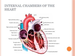 INTERNAL CHAMBERS OF THE
HEART
 
