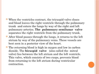  When the ventricles contract, the tricuspid valve closes
and blood leaves the right ventricle through the pulmonary
trunk and enters the lungs by way of the right and left
pulmonary arteries. The pulmonary semilunar valve
separates the right ventricle from the pulmonary trunk.
 After blood passes through the lungs, it returns to the left
atrium by way of the pulmonary veins. These vessels are
best seen in a posterior view of the heart.
 The returning blood is high in oxygen and low in carbon
dioxide. The bicuspid valve (also called the mitral
valve) lies between the left atrium and the left ventricle.
This valve, which consists of two cusps, prevents blood
from returning to the left atrium during ventricular
contraction.
 