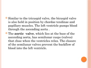  Similar to the tricuspid valve, the bicuspid valve
is also held in position by chordae tendinae and
papillary muscles. The left ventricle pumps blood
through the ascending aorta .
 The aortic valve, which lies at the base of the
ascending aorta, has semilunar cusps (valves)
that close when the ventricles relax. The closure
of the semilunar valves prevent the backflow of
blood into the left ventricle.
 