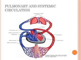 PULMONARY AND SYSTEMIC
CIRCULATION
 