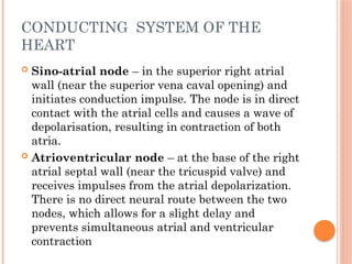CONDUCTING SYSTEM OF THE
HEART
 Sino-atrial node – in the superior right atrial
wall (near the superior vena caval opening) and
initiates conduction impulse. The node is in direct
contact with the atrial cells and causes a wave of
depolarisation, resulting in contraction of both
atria.
 Atrioventricular node – at the base of the right
atrial septal wall (near the tricuspid valve) and
receives impulses from the atrial depolarization.
There is no direct neural route between the two
nodes, which allows for a slight delay and
prevents simultaneous atrial and ventricular
contraction
 