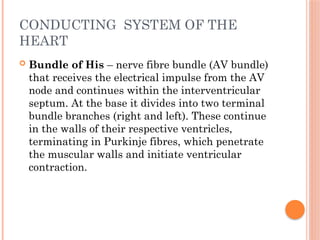 CONDUCTING SYSTEM OF THE
HEART
 Bundle of His – nerve fibre bundle (AV bundle)
that receives the electrical impulse from the AV
node and continues within the interventricular
septum. At the base it divides into two terminal
bundle branches (right and left). These continue
in the walls of their respective ventricles,
terminating in Purkinje fibres, which penetrate
the muscular walls and initiate ventricular
contraction.
 