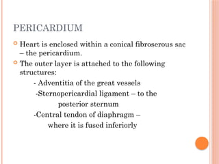 PERICARDIUM
 Heart is enclosed within a conical fibroserous sac
– the pericardium.
 The outer layer is attached to the following
structures:
- Adventitia of the great vessels
-Sternopericardial ligament – to the
posterior sternum
-Central tendon of diaphragm –
where it is fused inferiorly
 