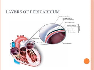 LAYERS OF PERICARDIUM
 