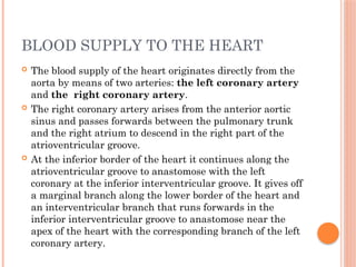 BLOOD SUPPLY TO THE HEART
 The blood supply of the heart originates directly from the
aorta by means of two arteries: the left coronary artery
and the right coronary artery.
 The right coronary artery arises from the anterior aortic
sinus and passes forwards between the pulmonary trunk
and the right atrium to descend in the right part of the
atrioventricular groove.
 At the inferior border of the heart it continues along the
atrioventricular groove to anastomose with the left
coronary at the inferior interventricular groove. It gives off
a marginal branch along the lower border of the heart and
an interventricular branch that runs forwards in the
inferior interventricular groove to anastomose near the
apex of the heart with the corresponding branch of the left
coronary artery.
 