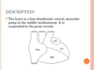 DESCRIPTION
 The heart is a four-chambered, conical, muscular
pump in the middle mediastinum. It is
suspended by the great vessels.
 