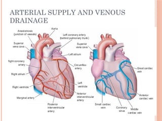 ARTERIAL SUPPLY AND VENOUS
DRAINAGE
 