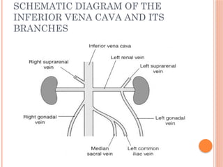 SCHEMATIC DIAGRAM OF THE
INFERIOR VENA CAVA AND ITS
BRANCHES
 