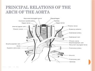 PRINCIPAL RELATIONS OF THE
ARCH OF THE AORTA
 