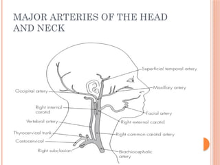 MAJOR ARTERIES OF THE HEAD
AND NECK
 