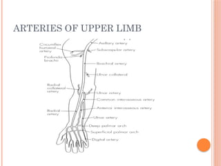 ARTERIES OF UPPER LIMB
 