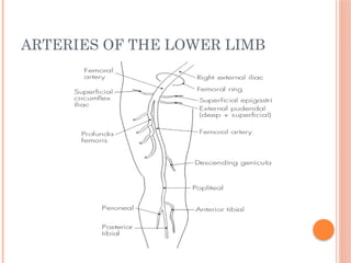 ARTERIES OF THE LOWER LIMB
 