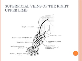 SUPERFICIAL VEINS OF THE RIGHT
UPPER LIMB
 