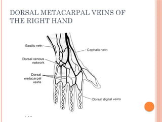 DORSAL METACARPAL VEINS OF
THE RIGHT HAND
 