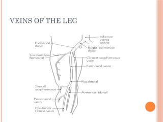 VEINS OF THE LEG
 