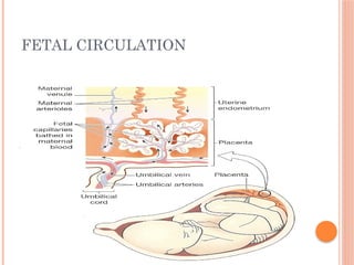 FETAL CIRCULATION
 
