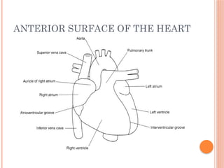 ANTERIOR SURFACE OF THE HEART
 