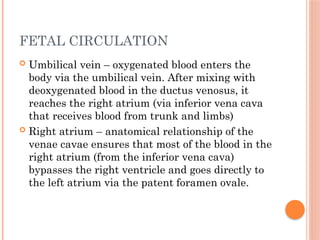 FETAL CIRCULATION
 Umbilical vein – oxygenated blood enters the
body via the umbilical vein. After mixing with
deoxygenated blood in the ductus venosus, it
reaches the right atrium (via inferior vena cava
that receives blood from trunk and limbs)
 Right atrium – anatomical relationship of the
venae cavae ensures that most of the blood in the
right atrium (from the inferior vena cava)
bypasses the right ventricle and goes directly to
the left atrium via the patent foramen ovale.
 