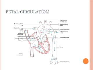 FETAL CIRCULATION
 