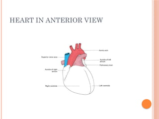 HEART IN ANTERIOR VIEW
 