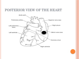 POSTERIOR VIEW OF THE HEART
 