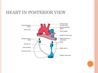 HEART IN POSTERIOR VIEW
 