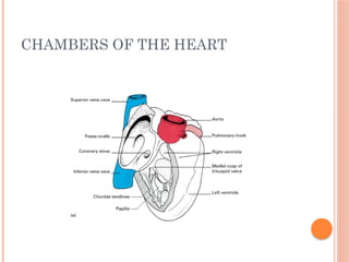 CHAMBERS OF THE HEART
 